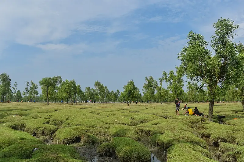 গুলিয়াখালী সমুদ্র সৈকতের জোয়ার-ভাটার চরে সবুজ ঘাসের ঢিবি ও গাছ