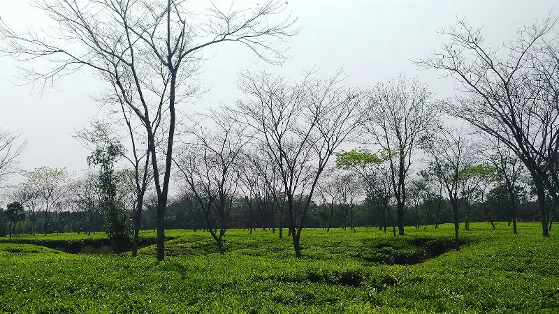 ফটিকছড়ির চা-বাগানে চা-গাছ ও ছায়াবৃক্ষ